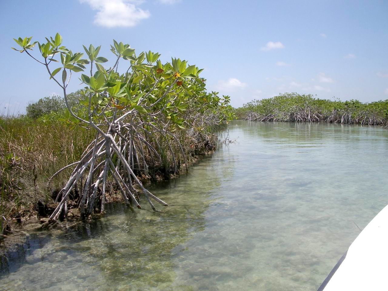 Das Foto zeigt das sphärenreservat Sian Ka’an in Quintana Roo, fotografiert von einem Boot aus zeigt es Mangroven